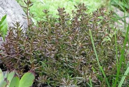 Sedum (kövirózsa) ültetés és gondozás, a fajok és fajták, fotók
