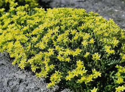 Sedum vagy kövirózsa érdekes faj, ültetés, gondozás, termesztési módszerekkel