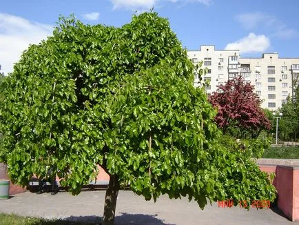 Alkáli talaj tulajdonságai, módszerek javítása, a kiválasztás a lombhullató fák (juhar) Alkáli talaj tulajdonságok, jobb módszerek, a kiválasztás a lombhullató fák