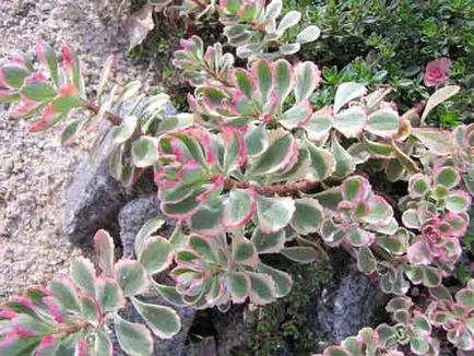 Sedum (kövirózsa) ültetés és gondozás, a fajok és fajták, fotók