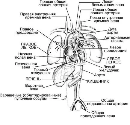 Heart - ez