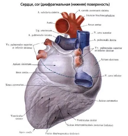 emberi szív anatómiája szív, szerkezet, funkció, képek, EUROLAB (testfelépítés) emberi szív anatómiája szív, szerkezet, funkció, képek, EUROLAB