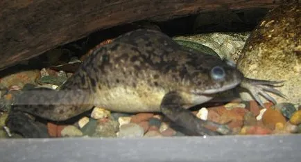 Xenopus ápolási és karbantartási