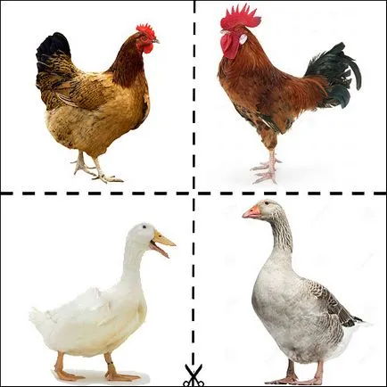 Mese, amiért a macska önállóan jár