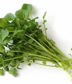 Goutweed - 12 hasznos tulajdonságok és ellenjavallatok