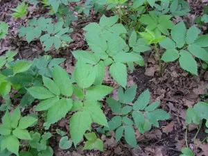 Goutweed hasznos tulajdonságok, Egészség ABC (goutweed) Goutweed hasznos tulajdonságok, ABC Egészség