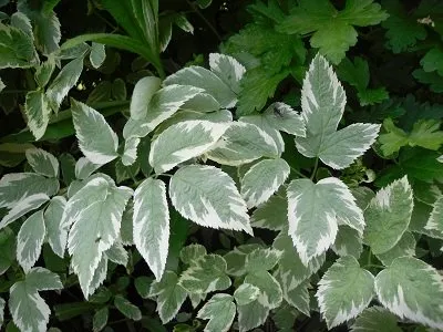 Goutweed hasznos tulajdonságai fű (goutweed) Goutweed hasznos tulajdonságai gyógynövények