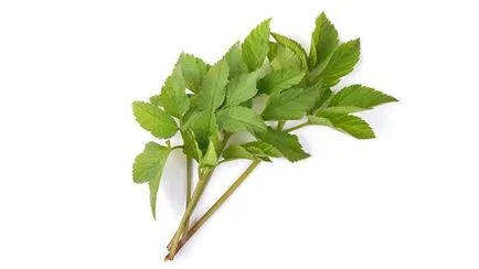 Goutweed - 12 hasznos tulajdonságok és ellenjavallatok