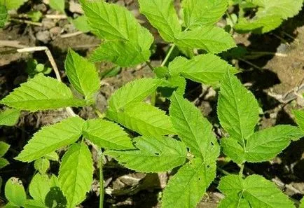 Goutweed hasznos tulajdonságai és ellenjavallatok a növény ősidők óta ismert (hasznos tulajdonságok és ellenjavallatok goutweed közönséges fű Stock gyógyászati alkalmazás) Goutweed hasznos tulajdonságai és ellenjavallatok a növény ismert, ősidők óta