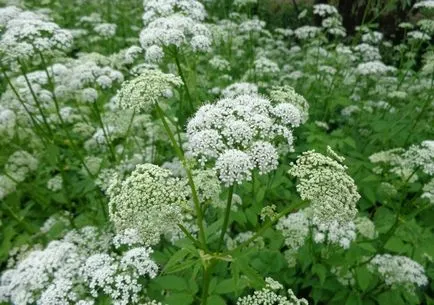 Goutweed (fotó 50) úgy néz ki, mint egy növény, gyógyító tulajdonságait skót
