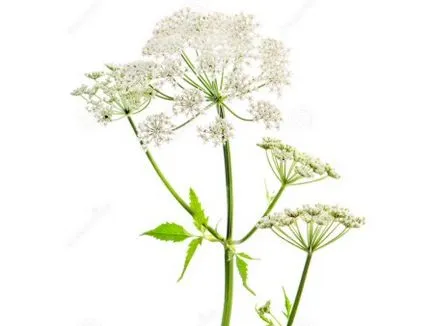 Goutweed hasznos és terápiás tulajdonságokkal, ellenjavallatok, és alkalmazása