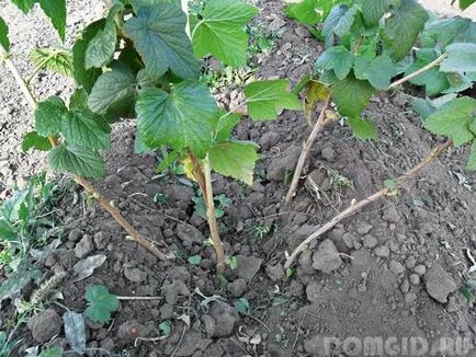 Ribizli ültetés, ápolása, műtrágyázás és gondozás Ribizli ültetés, ápolása, műtrágyázás és gondozás