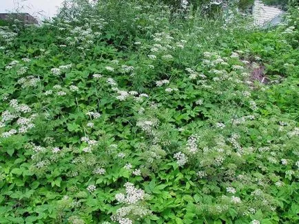 Goutweed hasznos és terápiás tulajdonságokkal, ellenjavallatok, és alkalmazása