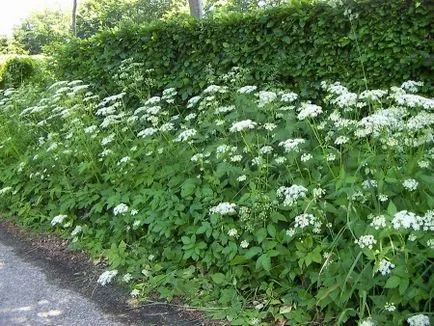 Goutweed hasznos és terápiás tulajdonságokkal, ellenjavallatok, és alkalmazása