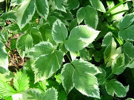 Goutweed hasznos tulajdonságai és ellenjavallatok a növény ősidők óta ismert (ellenjavallatok) Goutweed hasznos tulajdonságai és ellenjavallatok a növény ismert, ősidők óta