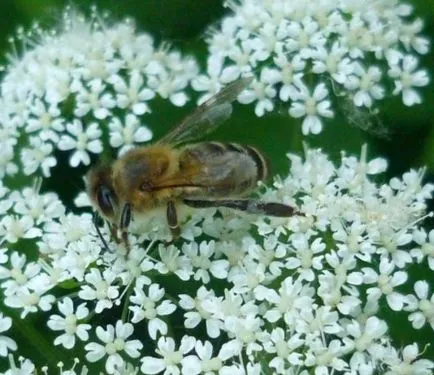Goutweed hasznos és terápiás tulajdonságokkal, ellenjavallatok, és alkalmazása