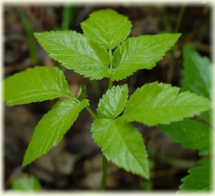 Grass goutweed hasznos tulajdonságok, fotók, receptek (goutweed fű hasznos tulajdonságok) Grass goutweed hasznos tulajdonságok, fotók, receptek
