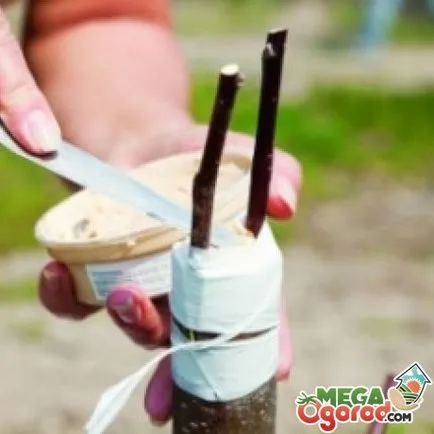 Tippek kertészek hogyan csepegtetni egy körte
