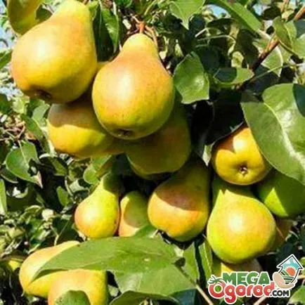 Tippek kertészek hogyan csepegtetni egy körte