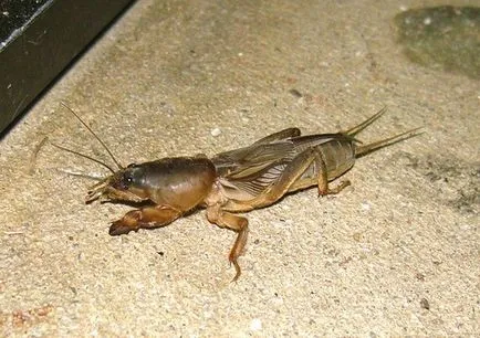 Eszközök, módszerek, technikák leküzdésére Medvedkov (módszerek) Eszközök, módszerek, technikák leküzdésére Medvedkov