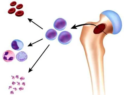 Stem Cells - ez az hatást gyakorol a test (őssejt van ORENBURG őssejtek őssejt terápia Orenburg) Őssejtek -, hogy azok hatását a szervezetben