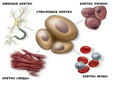 Használata humán őssejtek köldökvér őssejt terápia Használata humán őssejtek köldökvér őssejt terápia