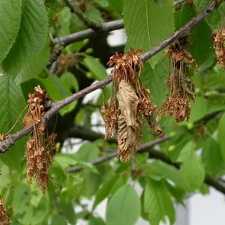 Filc cseresznye fotó és leírás fajták, gondoskodás, művelési és metszési cseresznye Felt