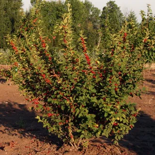 Filc cseresznye fotó és leírás fajták, gondoskodás, művelési és metszési cseresznye Felt