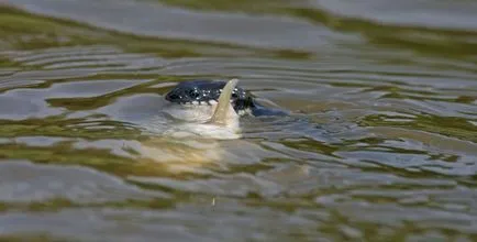 Víz kígyók - úgy, hogy néz ki, mint egy vipera (vipera) Víz kígyók - úgy, hogy néz ki, mint egy vipera