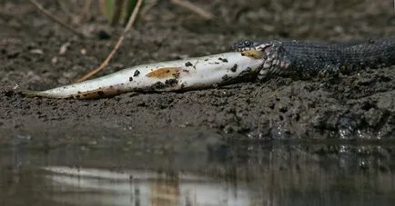 Víz kígyók - úgy, hogy néz ki, mint egy vipera (vipera) Víz kígyók - úgy, hogy néz ki, mint egy vipera