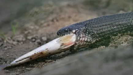 Víz kígyók - úgy, hogy néz ki, mint egy vipera (víz) Víz kígyók - úgy, hogy néz ki, mint egy vipera