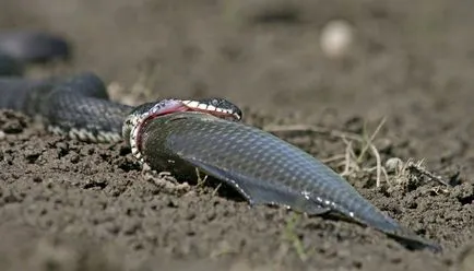 Víz kígyók - úgy, hogy néz ki, mint egy vipera (vipera) Víz kígyók - úgy, hogy néz ki, mint egy vipera