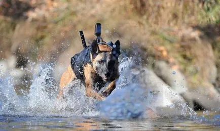 Katonai kutya - a büszkeség a hadsereg, a cikk (szolgálati kutyák) Katonai kutyák - Army büszkeség cikk