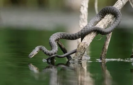 Víz kígyók - úgy, hogy néz ki, mint egy vipera (vipera) Víz kígyók - úgy, hogy néz ki, mint egy vipera