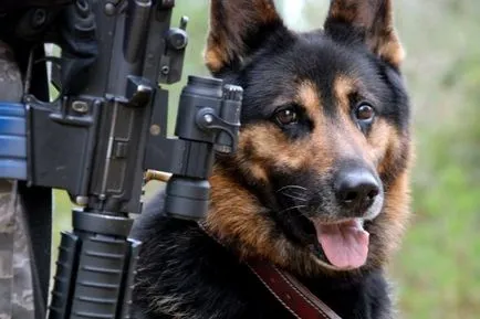 Katonai kutya - a büszkeség a hadsereg, a cikk (katonai) Katonai kutyák - Army büszkeség cikk
