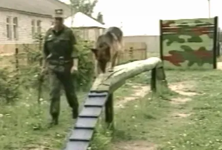 Katonai kutya - a büszkeség a hadsereg, a cikk (határ kutya) Katonai kutyák - Army büszkeség cikk