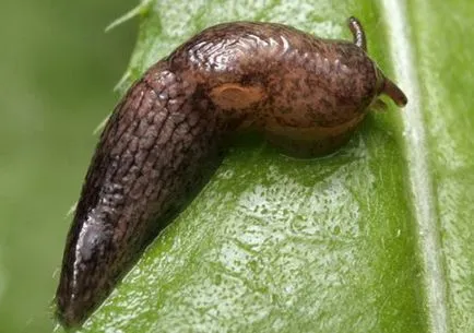 Kártevők padlizsán és harcolni velük - fotók, tippeket kezelés (kártevők) Kártevők padlizsán és ellenőrzés - ingyenes képszerkesztő tippek