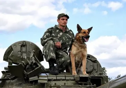 Katonai kutyák - Army büszkeség cikk (németjuhász) Katonai kutyák - Army büszkeség cikk