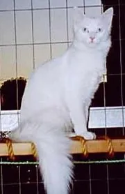 Ezek a különböző angóra (Olga Sinitsa)