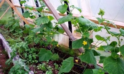 Az üvegház uborka saját kezébe