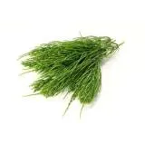 Grass goutweed - a leírás képekkel; Tulajdonságok és alkalmazások; receptek goutweed (tulajdonságok) Grass goutweed - a leírás képekkel; Tulajdonságok és alkalmazások; receptek goutweed