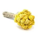 Grass goutweed - a leírás képekkel; Tulajdonságok és alkalmazások; receptek goutweed (goutweed) Grass goutweed - a leírás képekkel; Tulajdonságok és alkalmazások; receptek goutweed