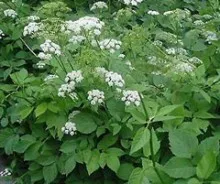 Grass goutweed - gyomnövény gyógyító