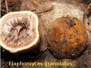 A szarvasgomba, leírás, ahol növekszik, hogyan találja meg a fotó (növekvő) A szarvasgomba, leírás, ahol növekszik, hogyan lehet megtalálni, fotók