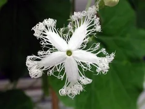 Trichosanthes - Samurai de az ágyak, az ünnepek Trichosanthes - Samurai de az ágyak, az ünnepek