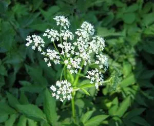 Grass goutweed hasznos tulajdonságok és ellenjavallatok, alkalmazási