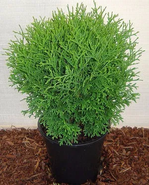 Thuja lehetőséget a fejlődésre, mint egy bokor a hazai