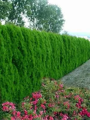 Thuja ültetés és gondozás és szaporítása