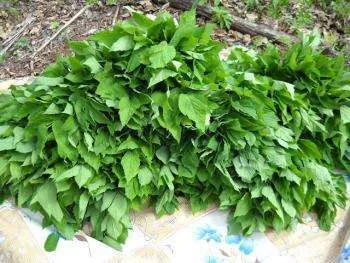 Grass goutweed - a leírás képekkel; Tulajdonságok és alkalmazások; receptek goutweed (fű goutweed) Grass goutweed - a leírás képekkel; Tulajdonságok és alkalmazások; receptek goutweed