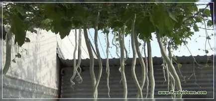 Trichosanthes (fotó) - a termesztés uborka szerpentin, helyén a kertben, ház és a szobanövények (uborka) Trichosanthes (fotó) - a termesztés uborka szerpentin, helyén a kertben, ház és a szobanövények